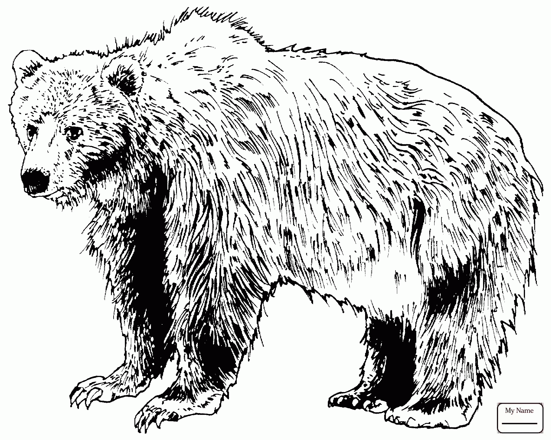 Grizzly Bear Drawing Standing at GetDrawings | Free download