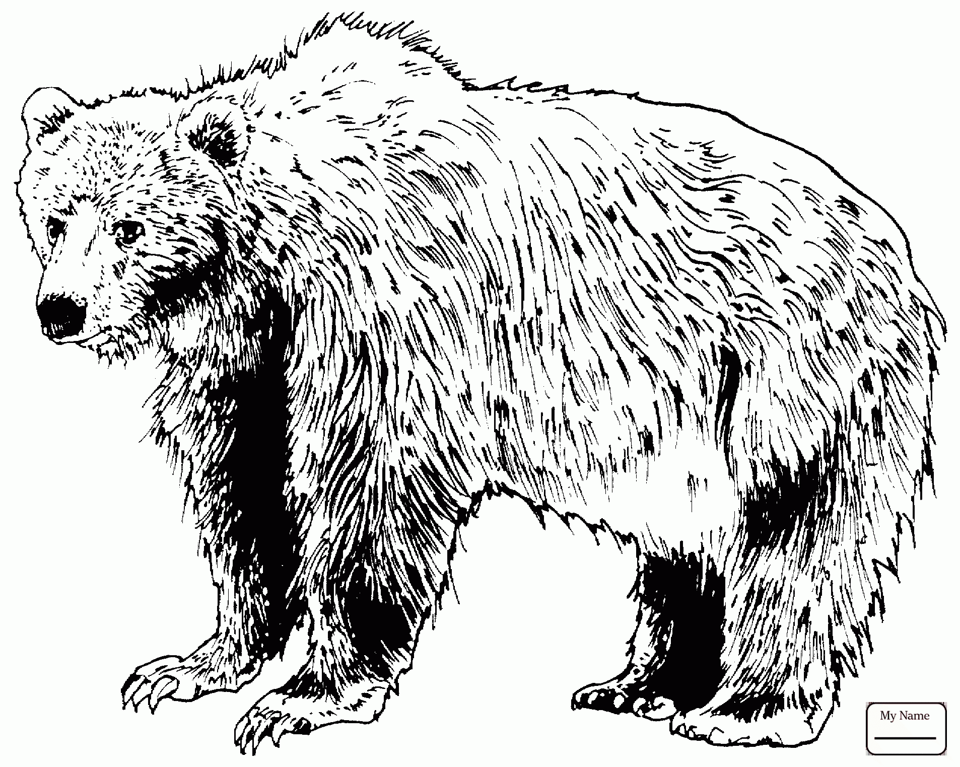 Grizzly Bear Drawing Standing At GetDrawings Free Download