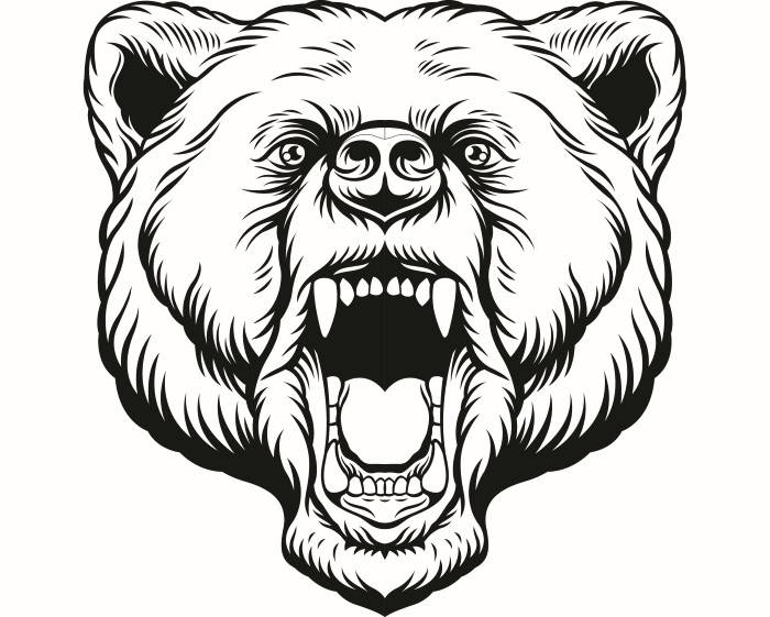 Grizzly Bear Face Drawing at GetDrawings | Free download
