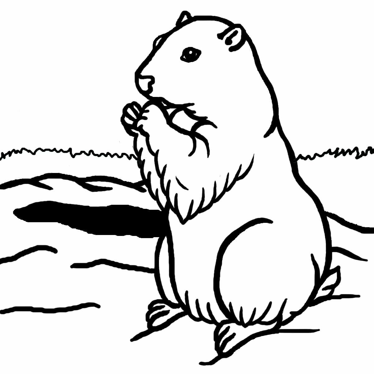 Groundhog Line Drawing at GetDrawings | Free download