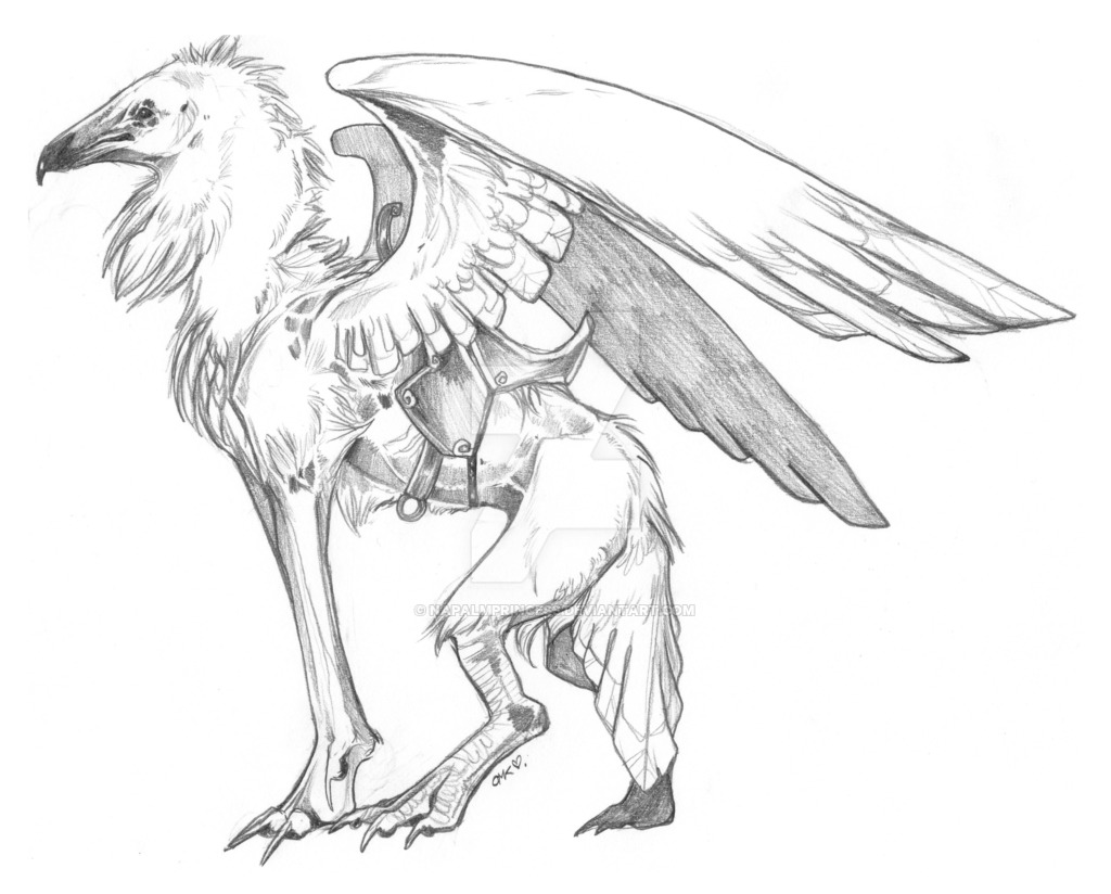 74. Found. drawing images for 'Gryphon'. 
