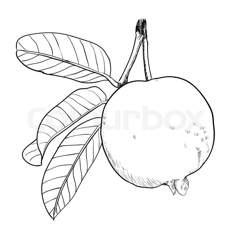 Guava Drawing at GetDrawings | Free download