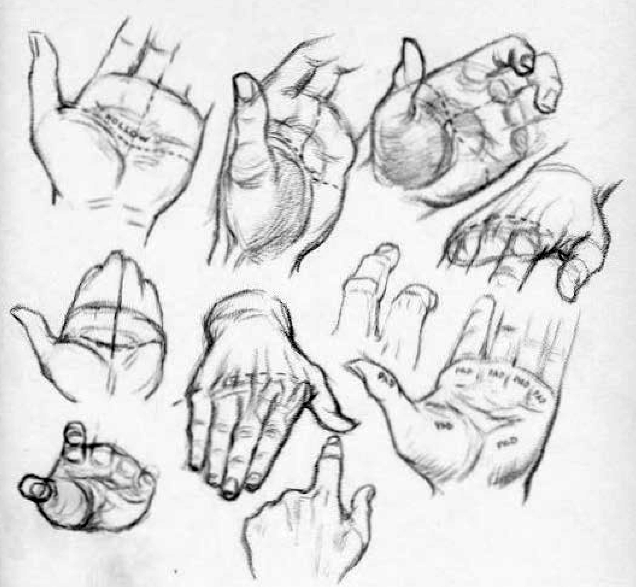 Hand Anatomy Drawing at GetDrawings Free download