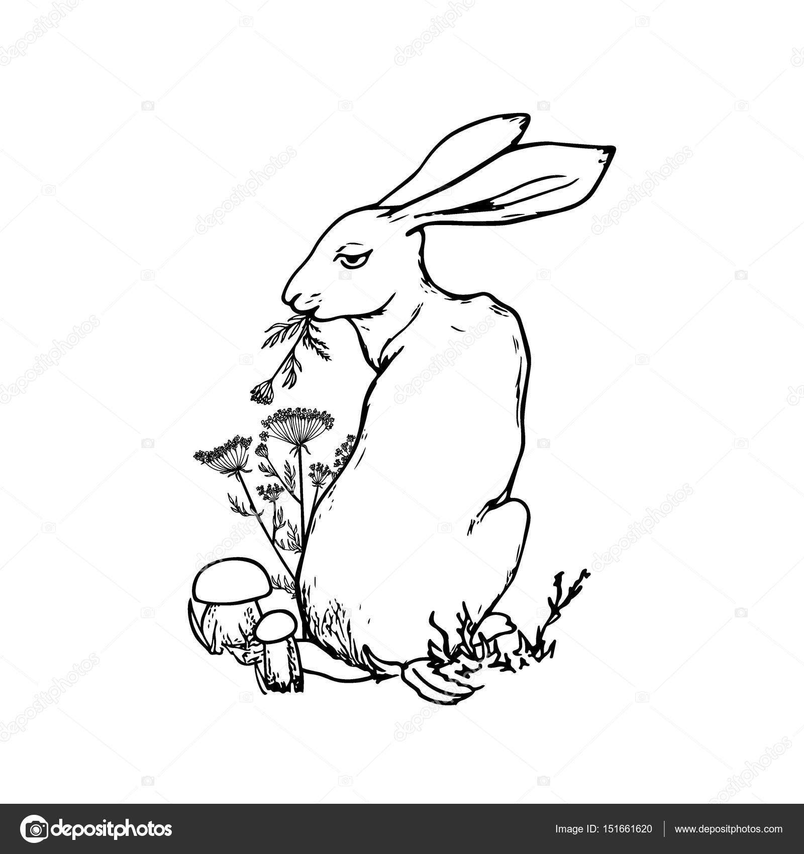 Заяц ест траву рисунок