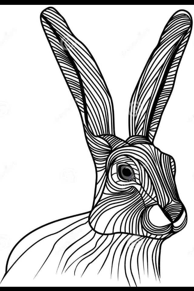 Hare Line Drawing at GetDrawings | Free download