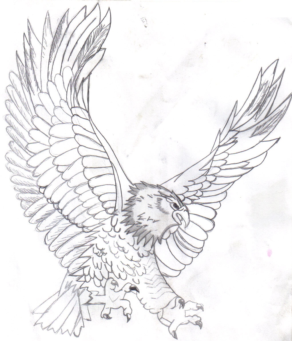 Harpy Eagle Drawing At GetDrawings Free Download