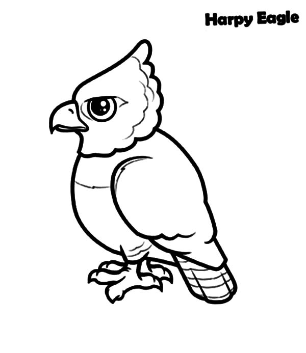 Harpy Eagle Drawing at GetDrawings | Free download
