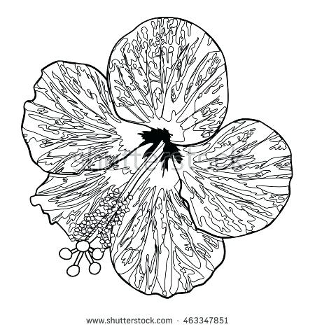 The best free Hibiscus drawing images. Download from 1026 free drawings