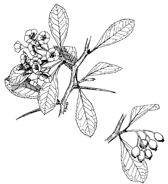 Hawthorn Flower Drawing at GetDrawings Free download