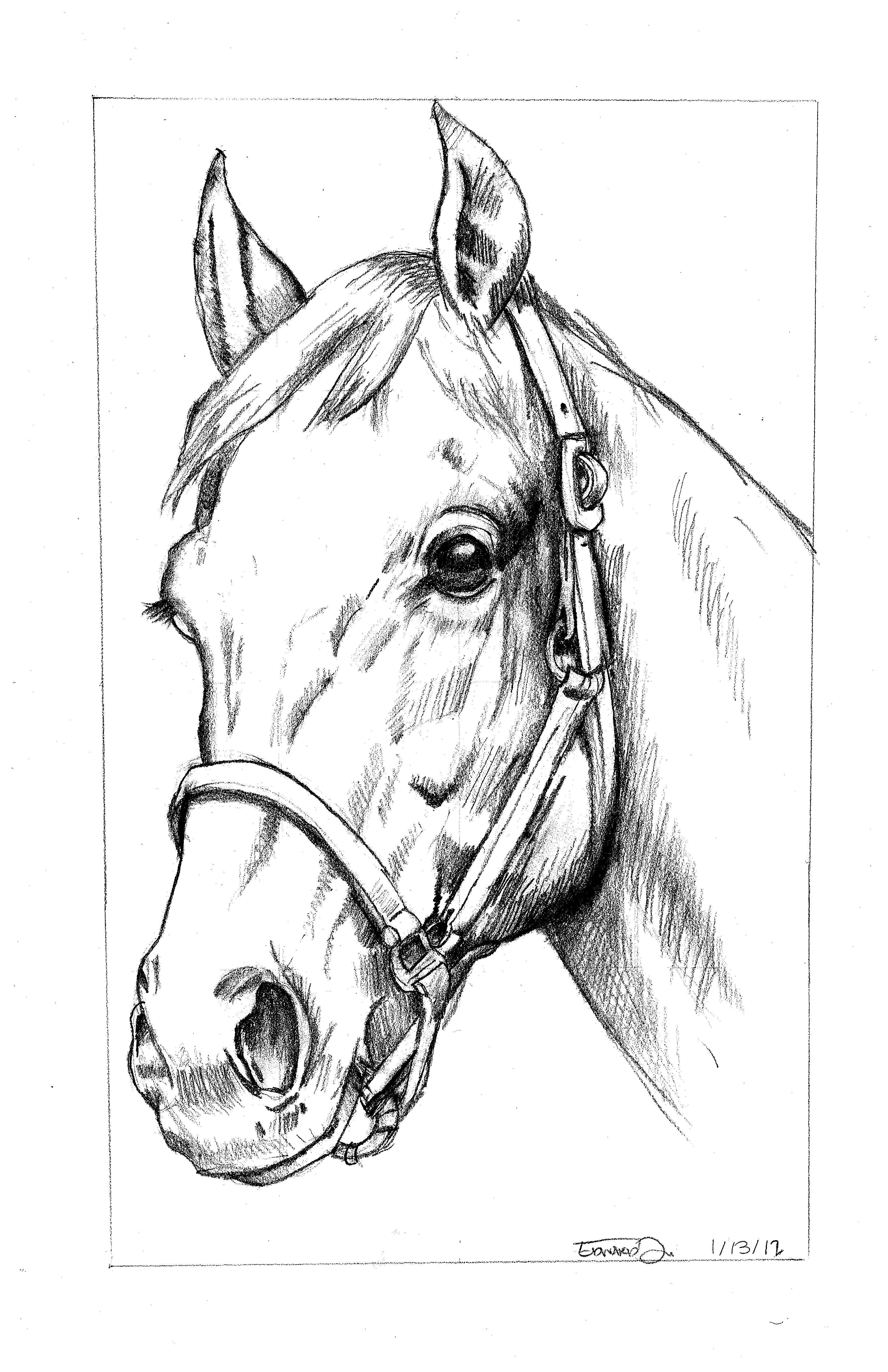 Head Horse Drawing at GetDrawings | Free download