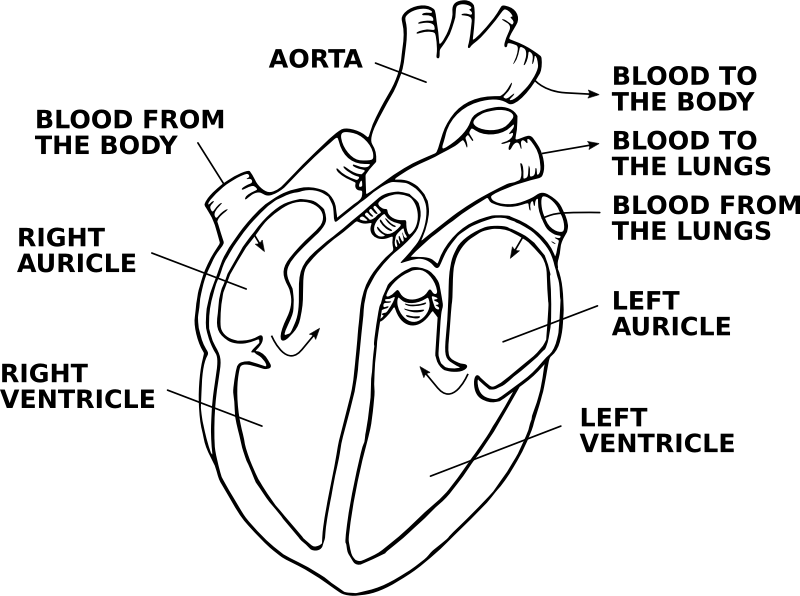 heart diagram without labels