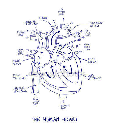 Heart Diagram Drawing at GetDrawings | Free download