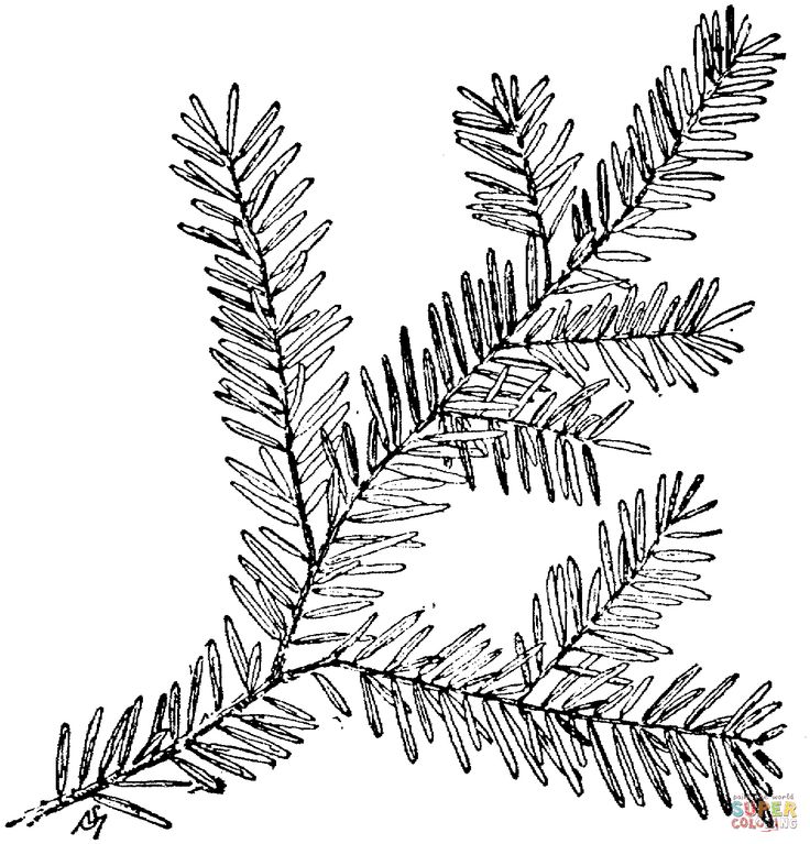 Hemlock Tree Drawing at GetDrawings Free download