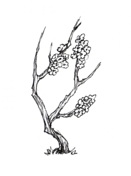 Hemlock Tree Drawing at GetDrawings | Free download