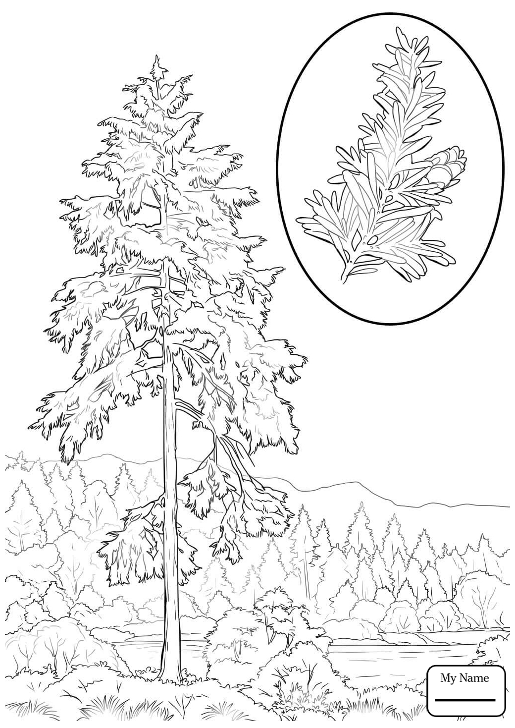 Hemlock Tree Drawing at GetDrawings Free download