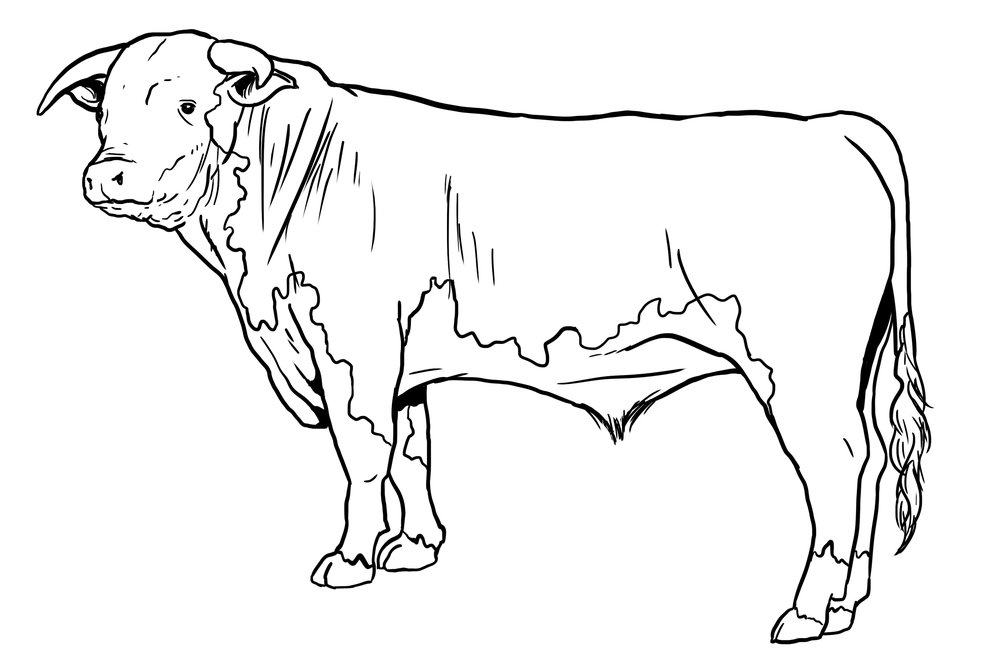 Hereford Drawing at GetDrawings | Free download