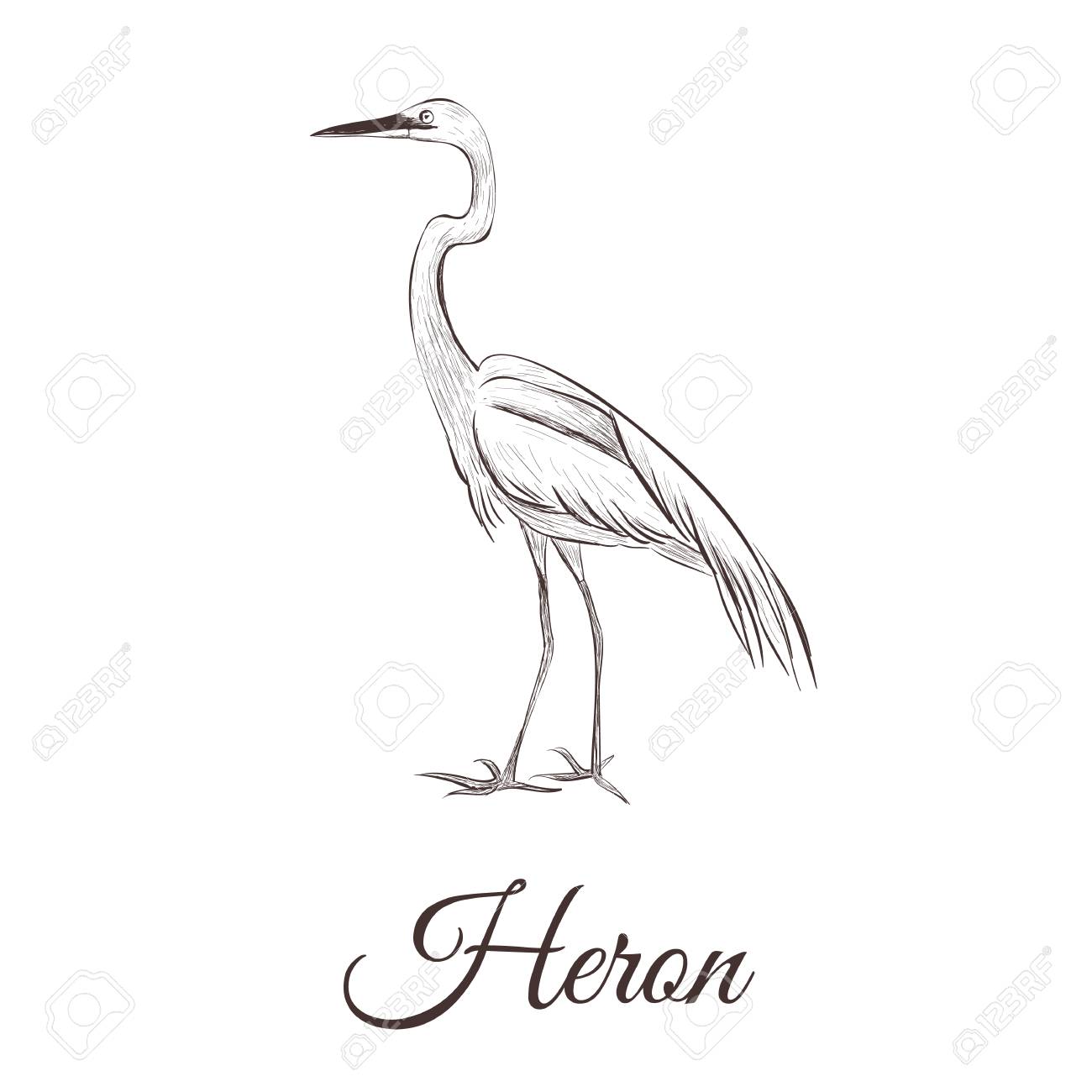 Blue Heron Drawing at GetDrawings | Free download