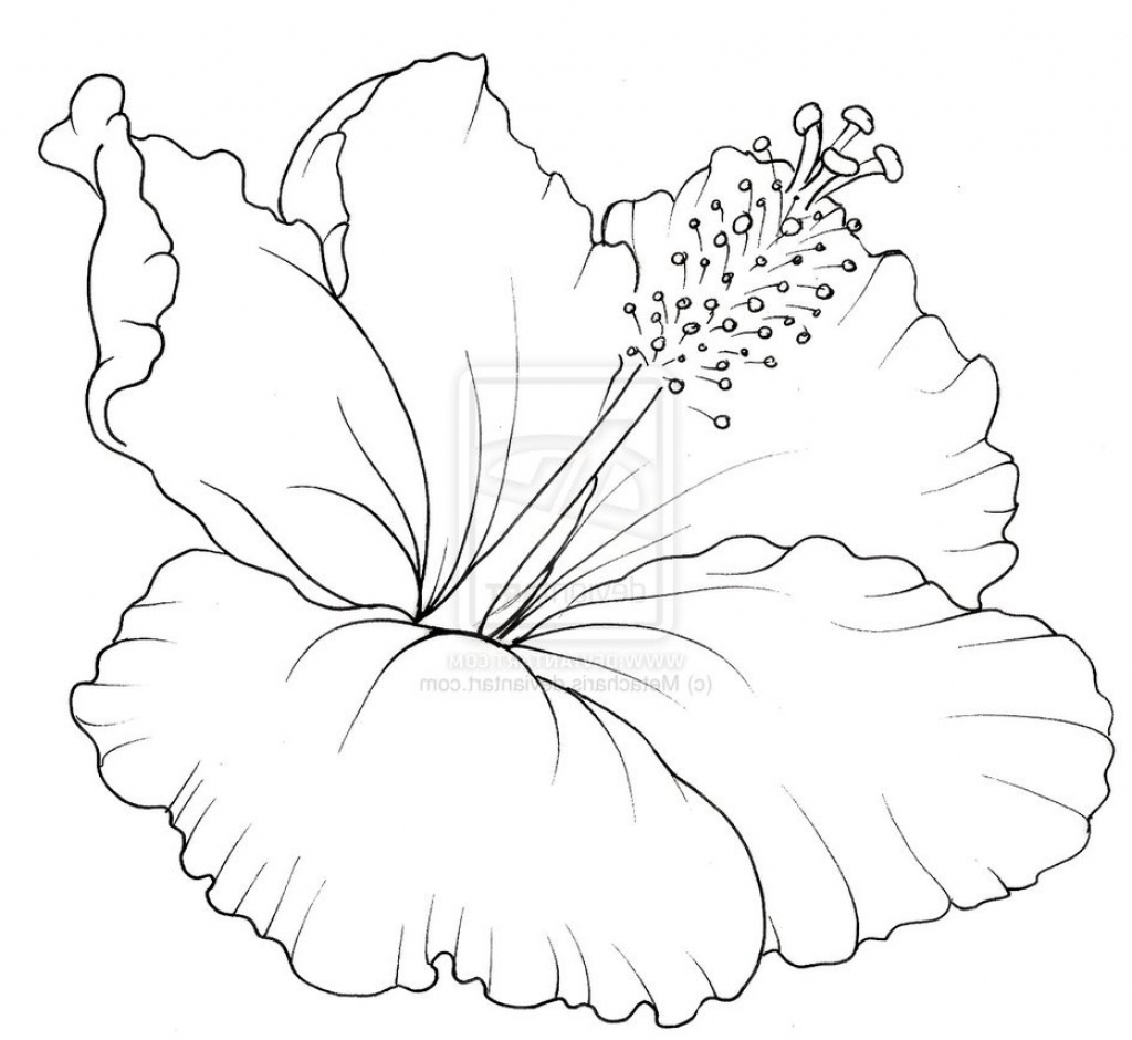 Hibiscus Flower Drawing Step By Step at GetDrawings Free