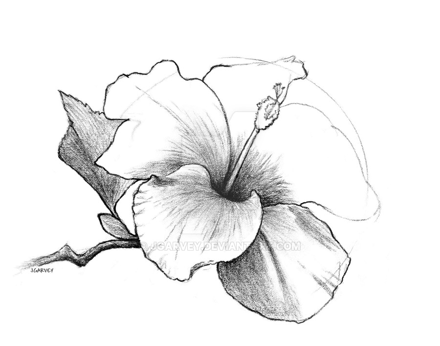 Hibiscus Line Drawing At Getdrawings Free Download 4250