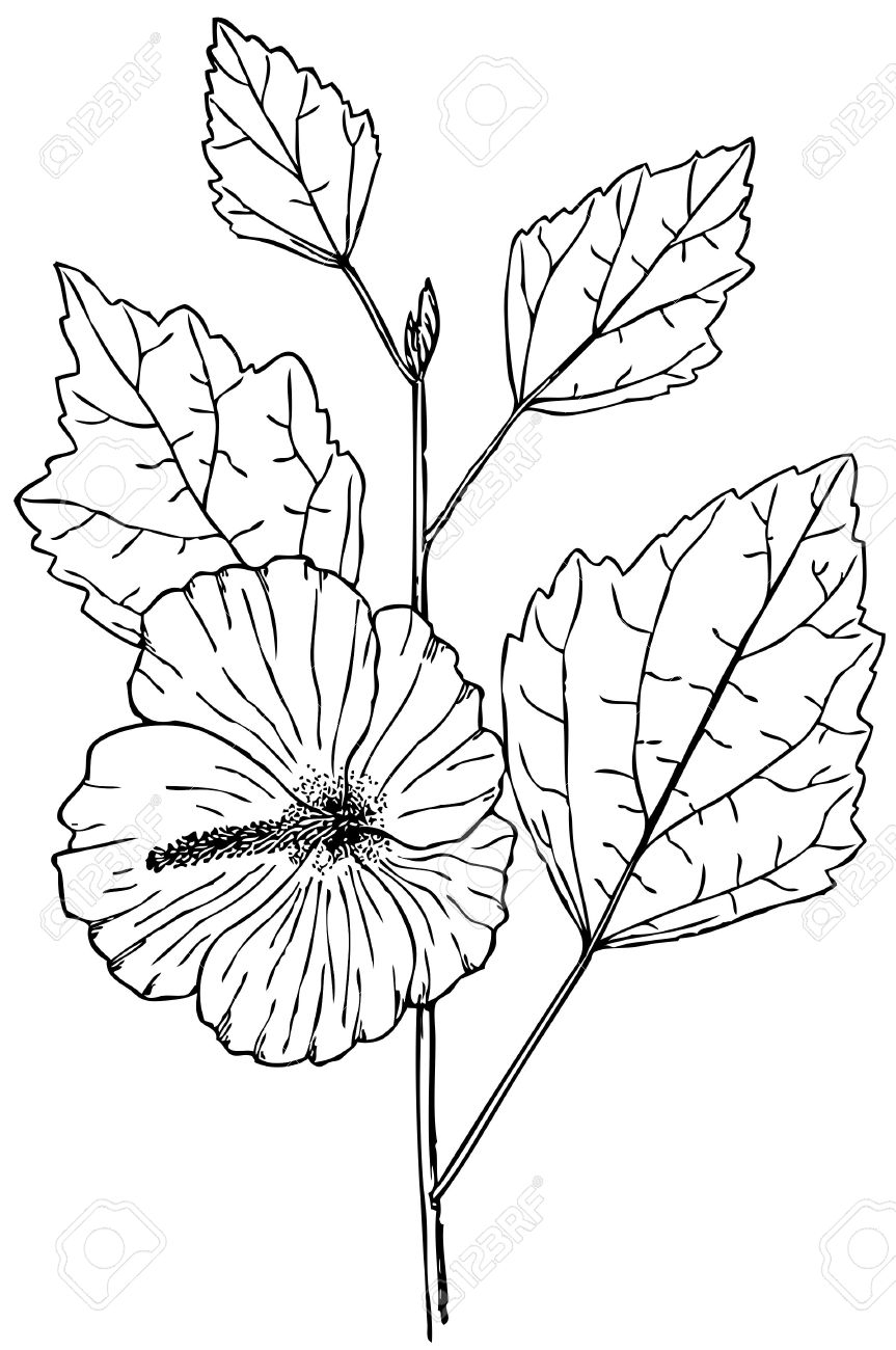 Hibiscus Line Drawing At Getdrawings Free Download