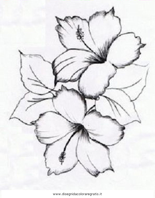 Hibiscus Tattoo Drawing at GetDrawings Free download