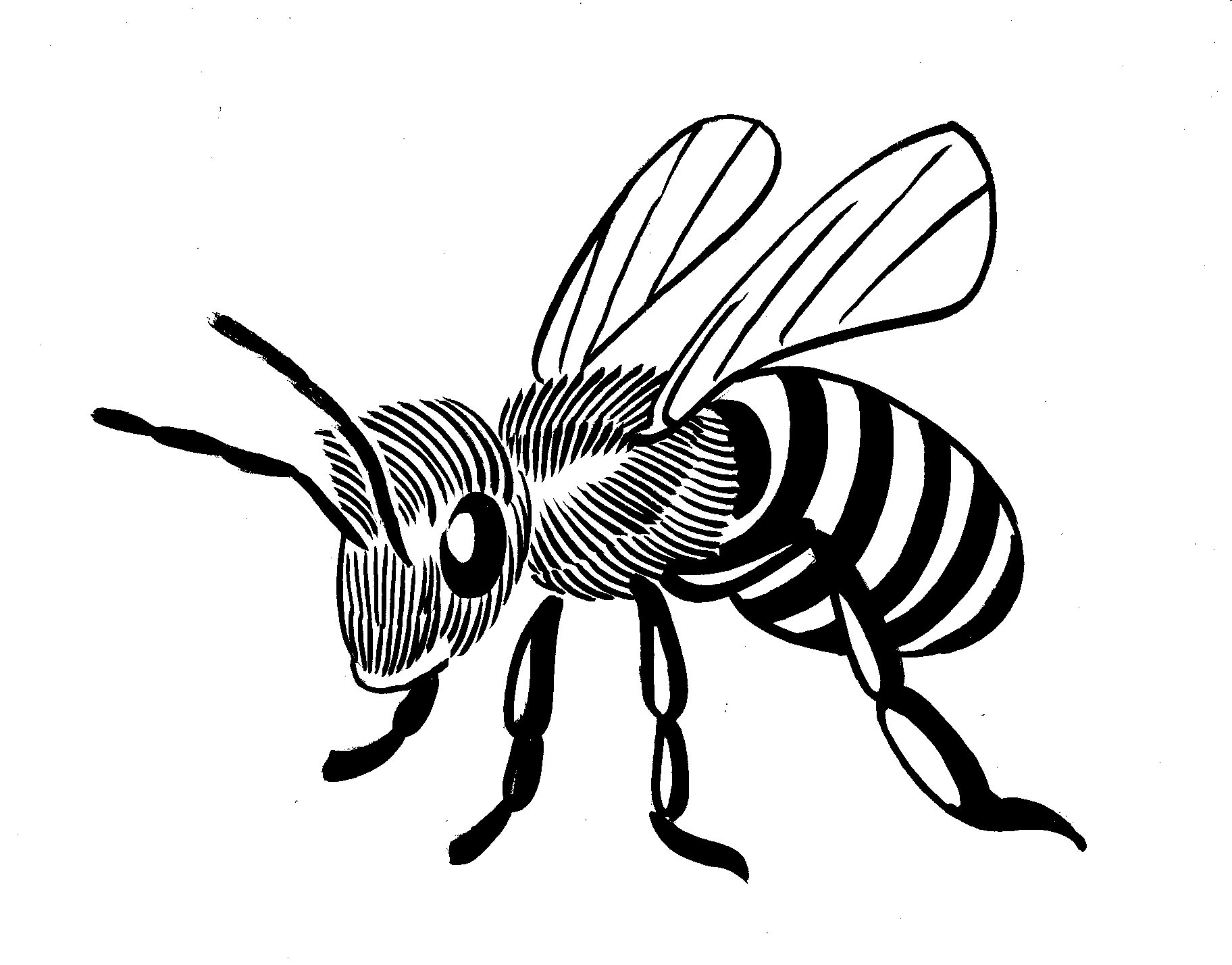 Honey Bee Drawing Clip Art At Getdrawings Free Download