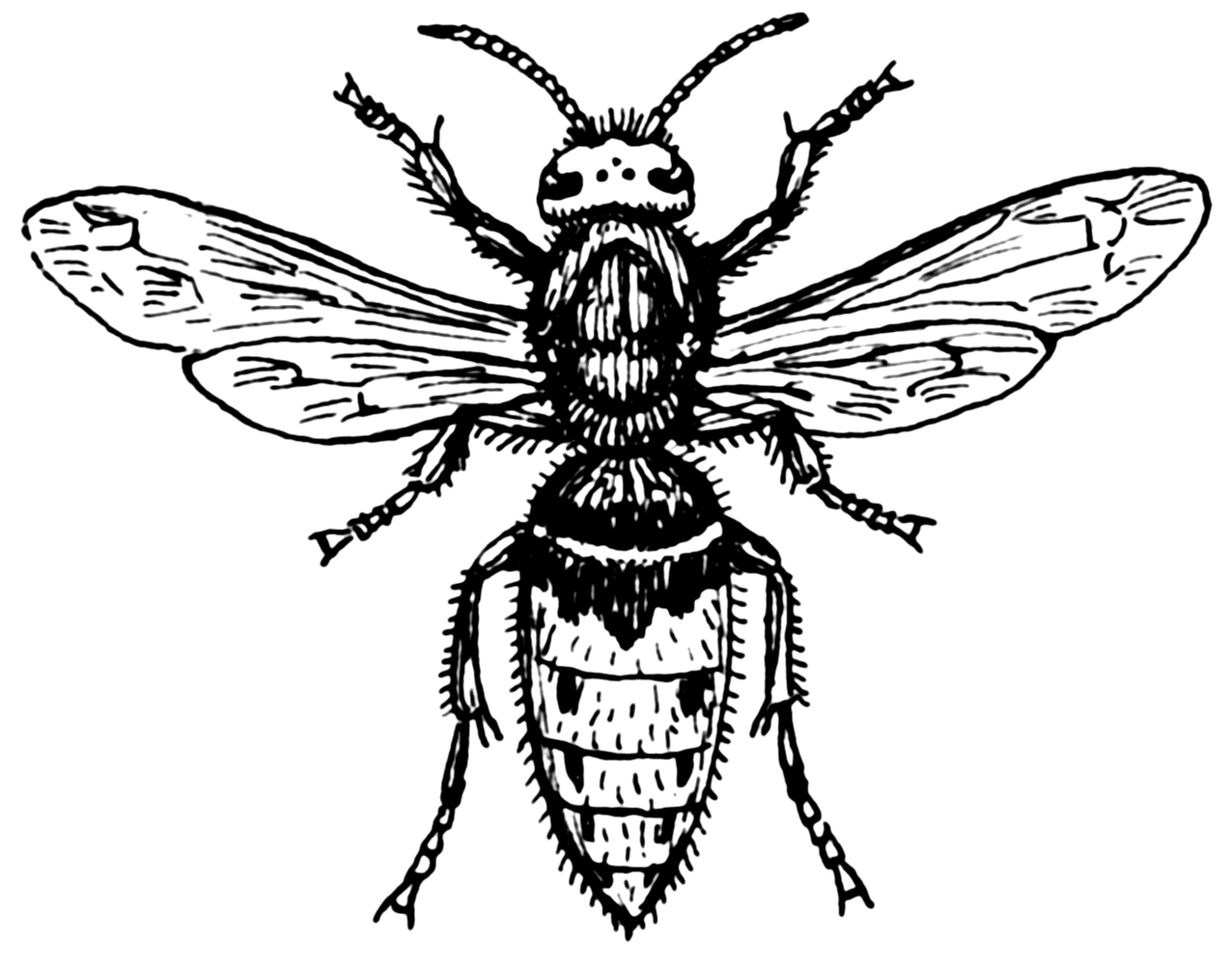 Hornet Drawing at GetDrawings | Free download