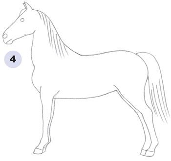 horse body drawing