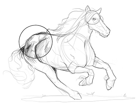 horse body drawing