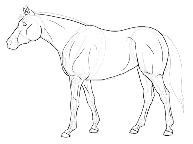 Horse Body Drawing at GetDrawings Free download