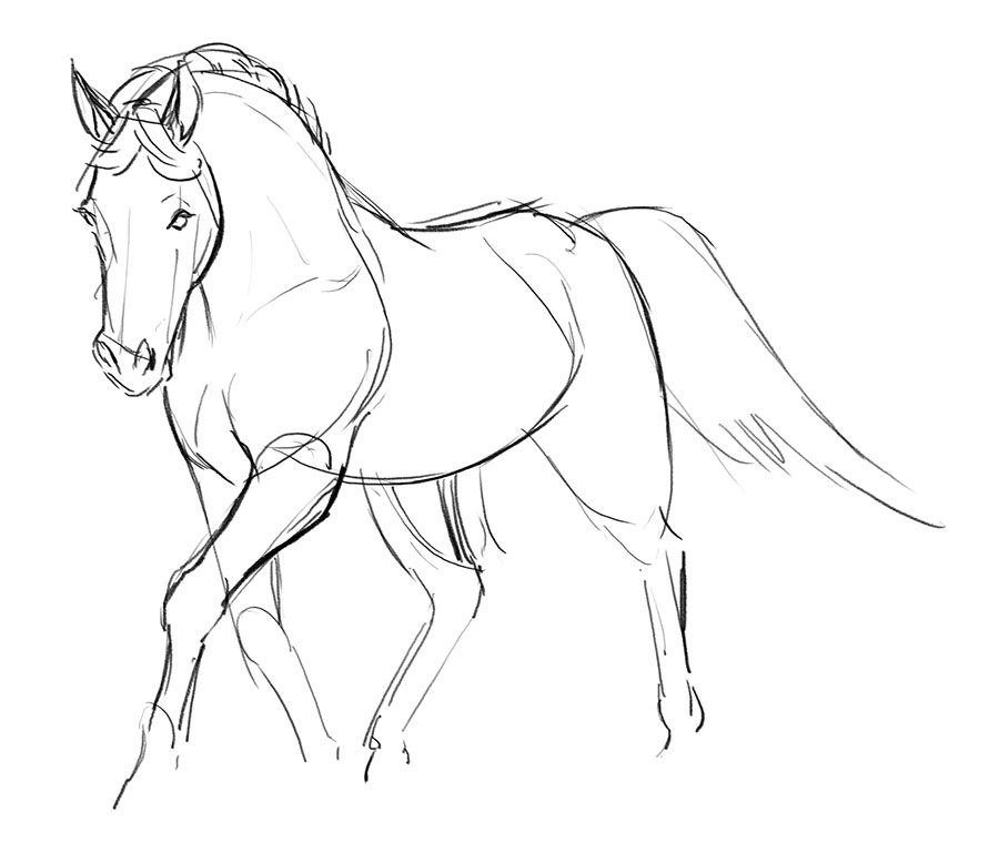 Horse Body Drawing at GetDrawings Free download