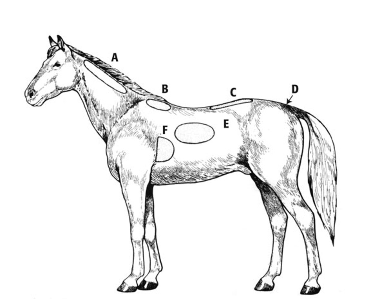 horse body drawing