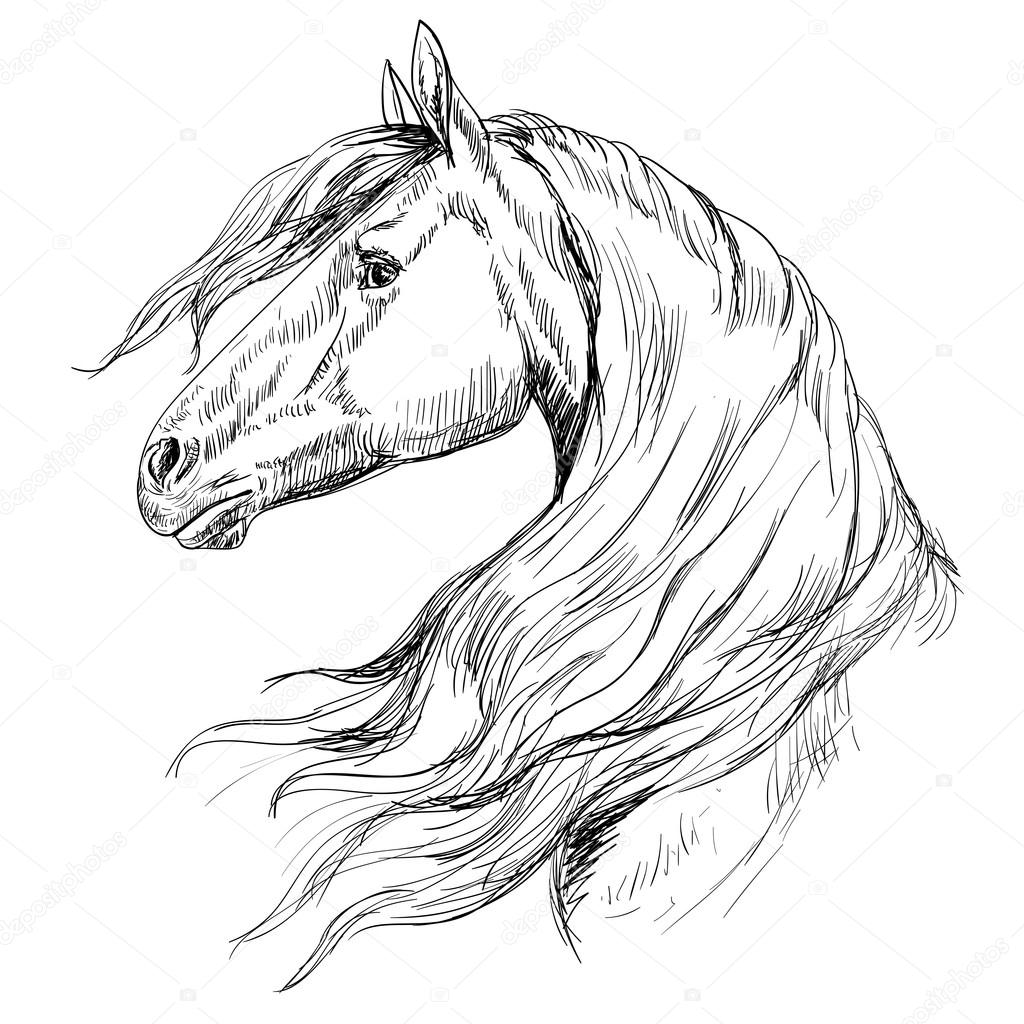 Horse Drawing Outline at GetDrawings Free download
