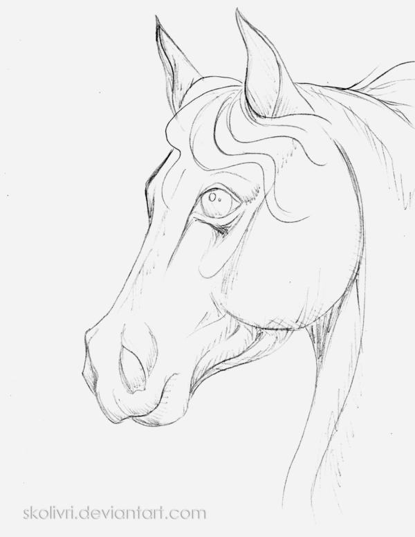 Horse Head Drawing at GetDrawings | Free download