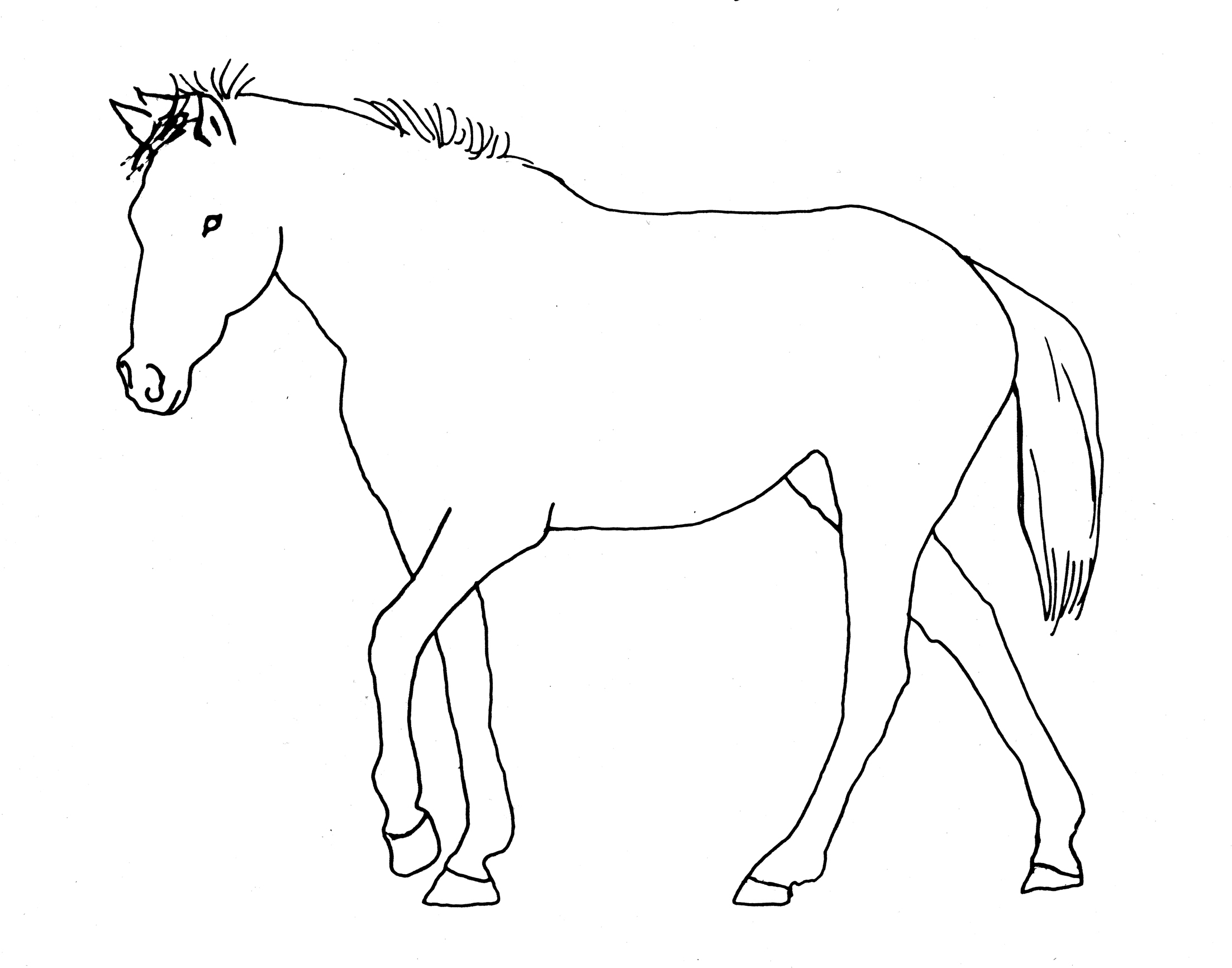 Horse Line Drawing at GetDrawings Free download