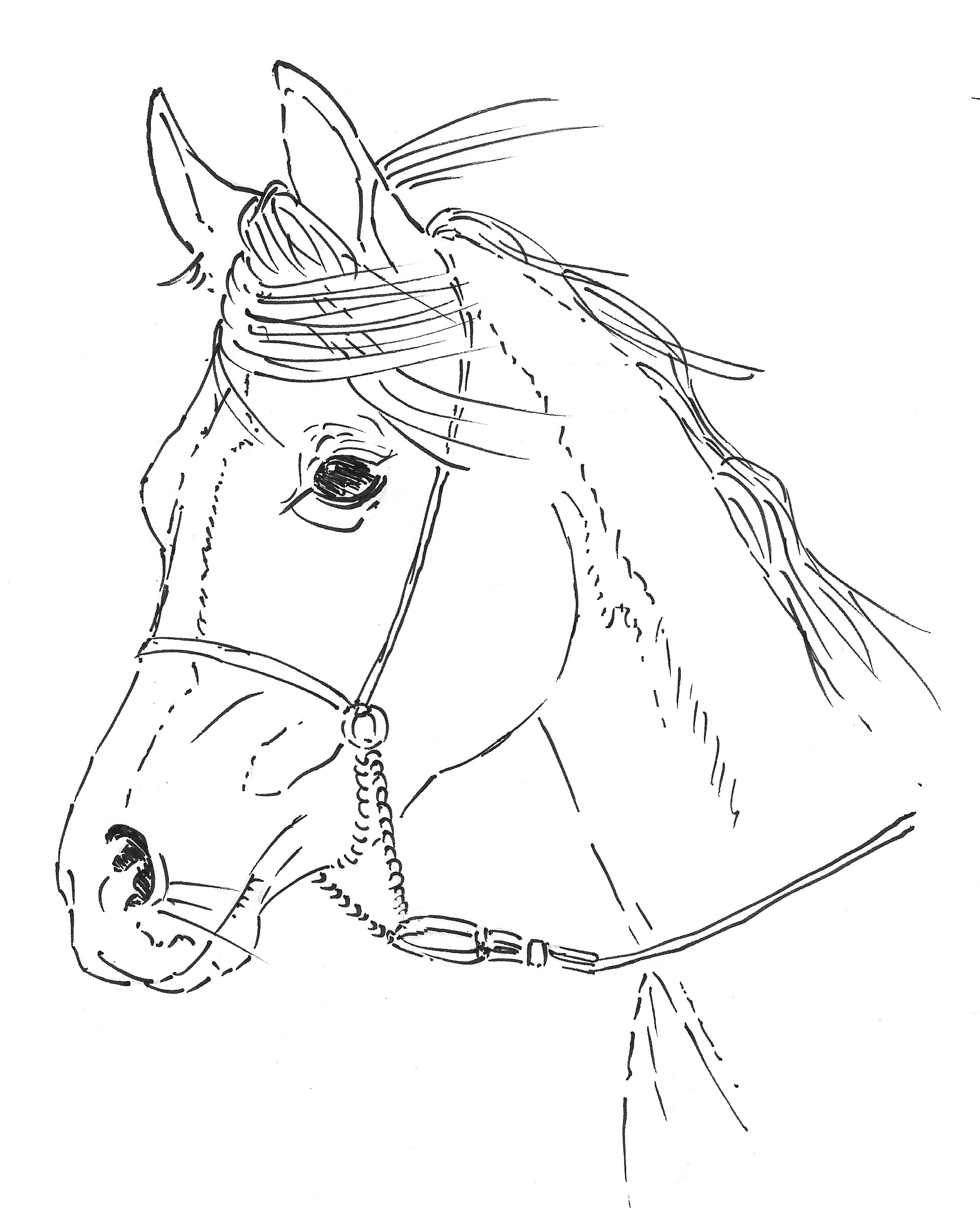 Horse Line Drawing at GetDrawings Free download