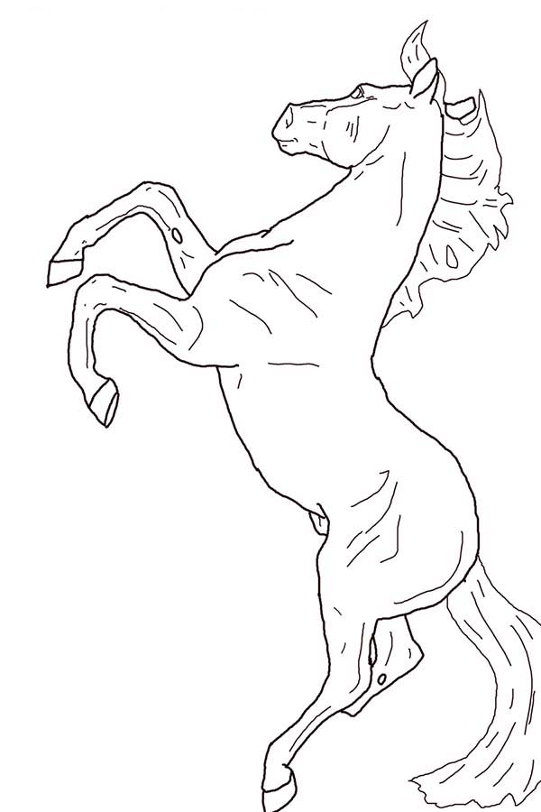 Horse Rearing Drawing at GetDrawings | Free download