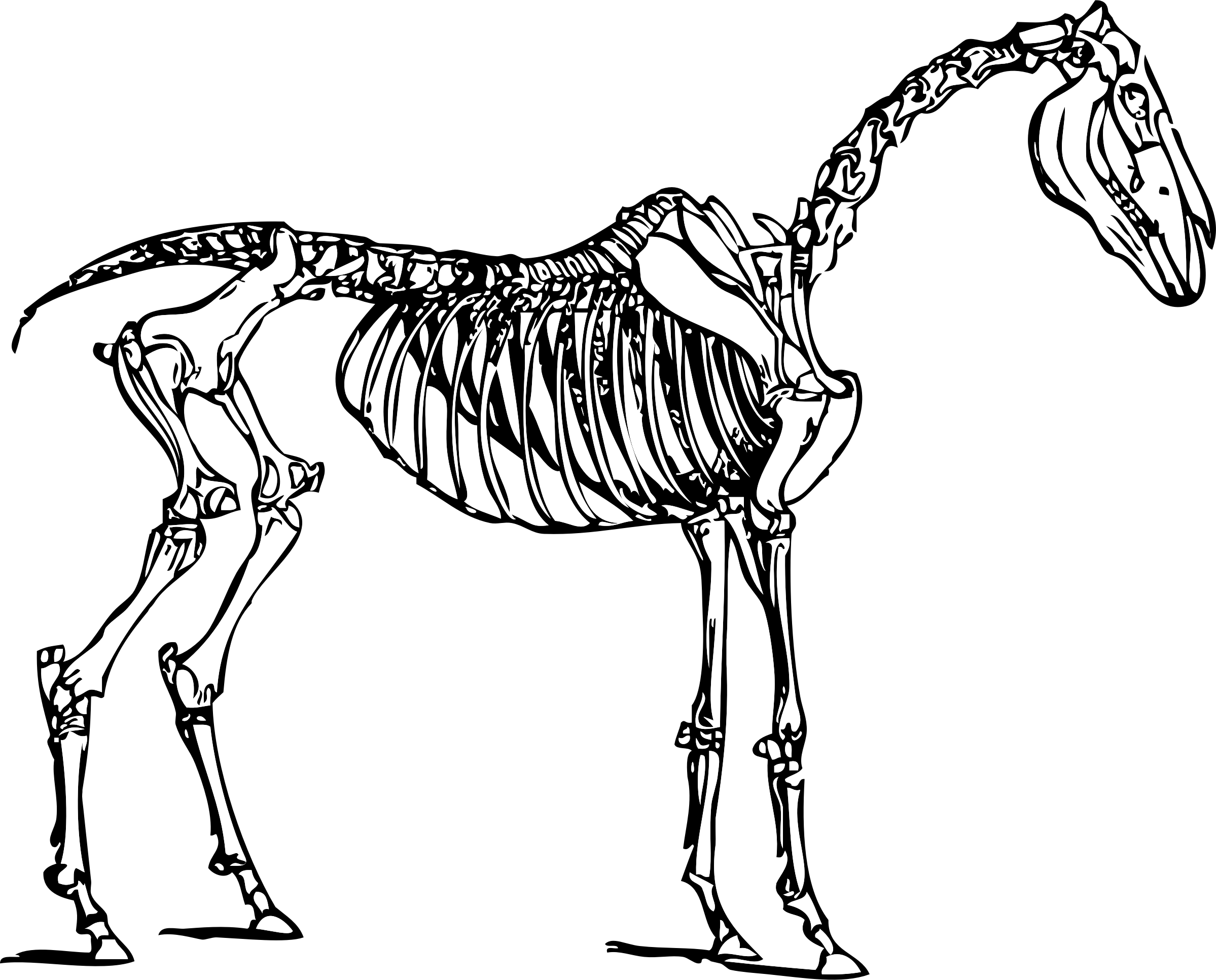 Horse Skeleton Drawing at GetDrawings Free download