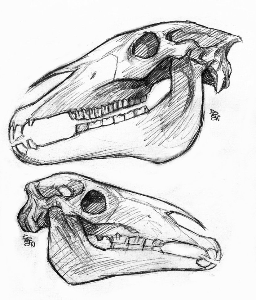 Horse Skull Drawing at GetDrawings | Free download