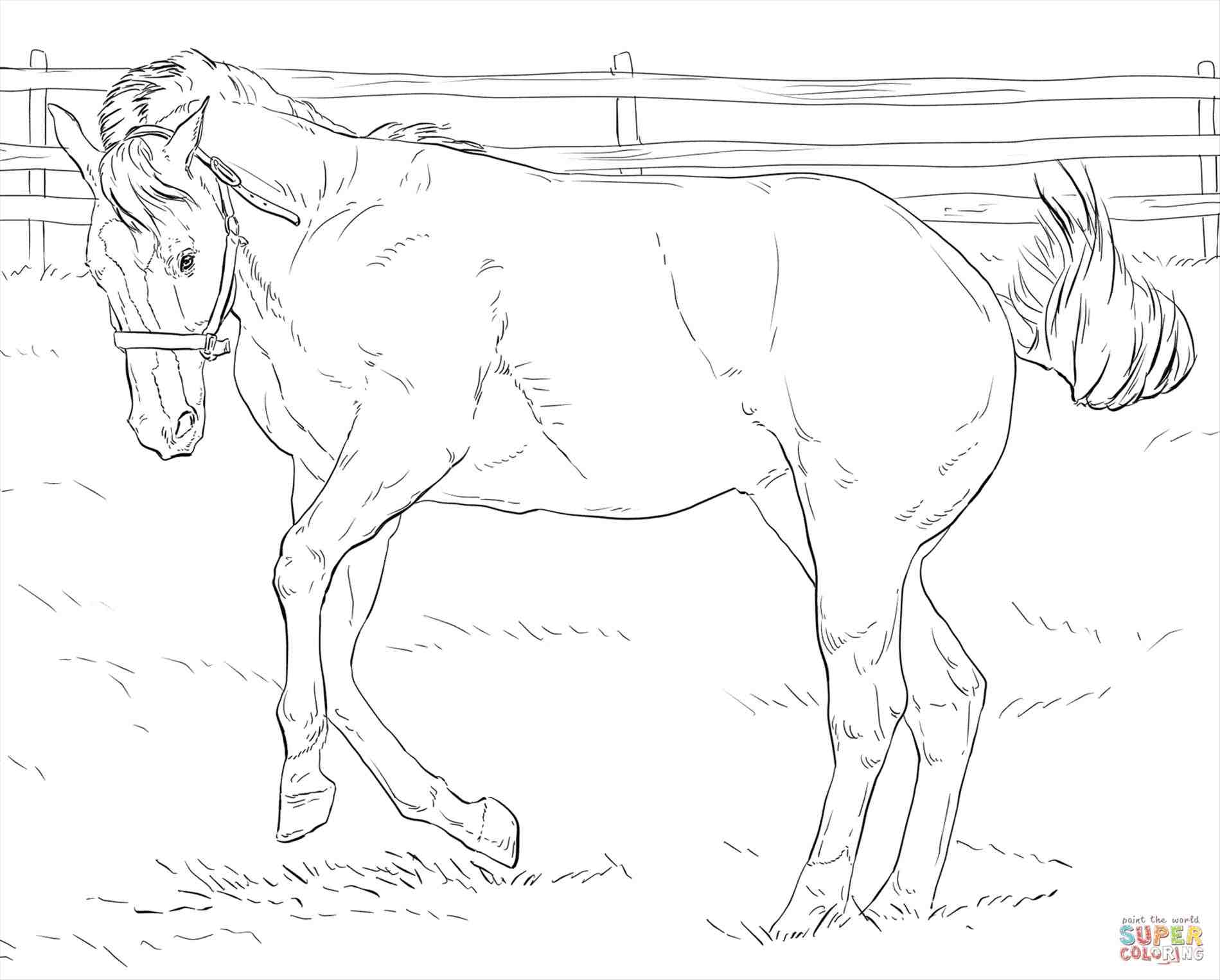 How To Draw A Mustang Horse : Mustang Horse Drawing at GetDrawings