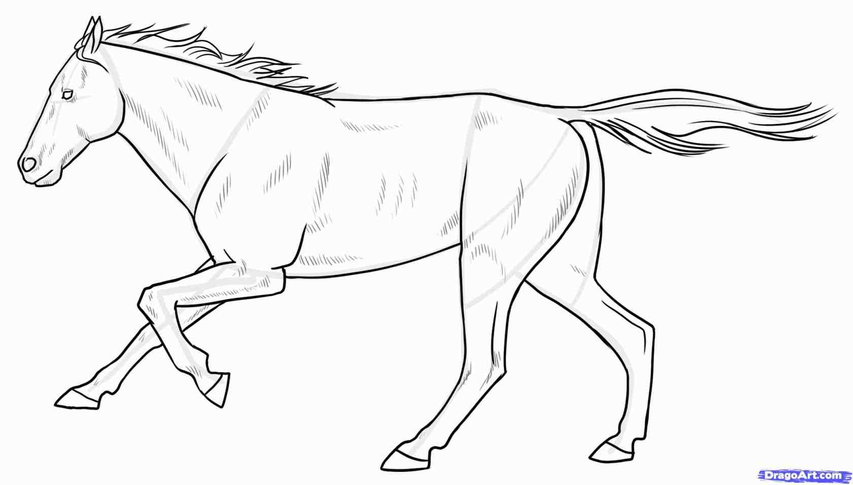 running horse sketch