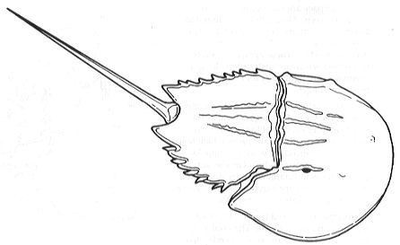 Horseshoe Crab Drawing at GetDrawings | Free download