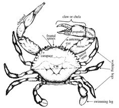 Horseshoe Crab Drawing at GetDrawings | Free download