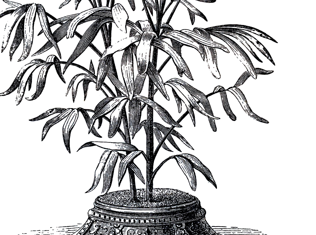 House Plant Drawing at GetDrawings | Free download