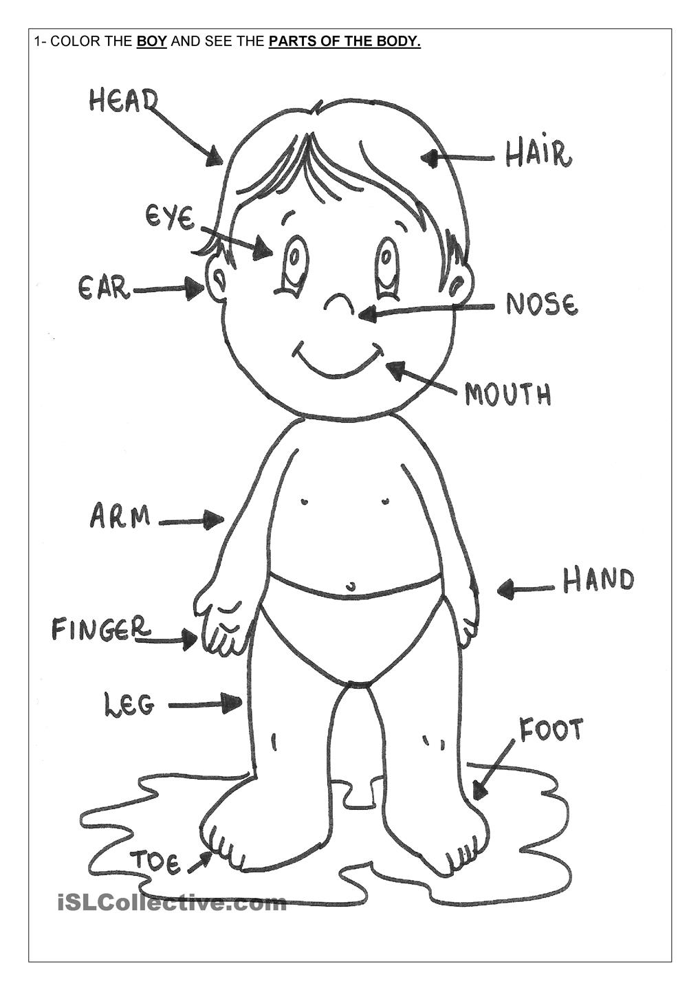human-body-anatomy-drawing-at-getdrawings-free-download
