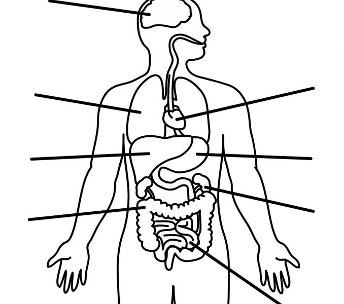 Printable Human Body Diagram Body