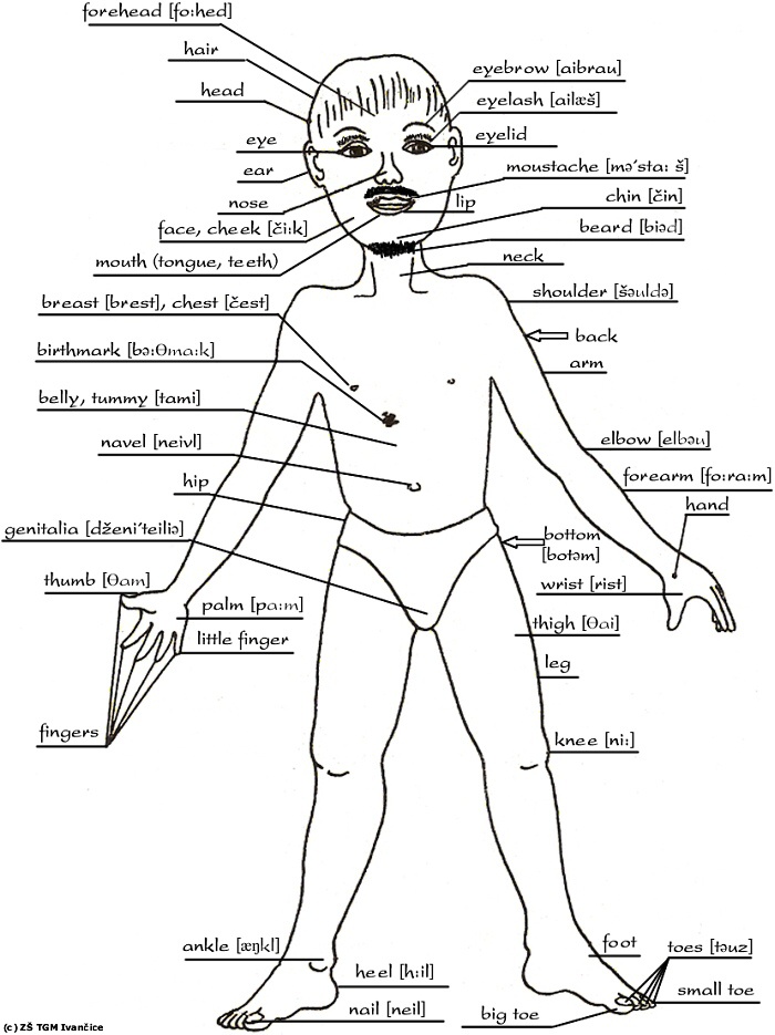 Body Parts Diagram Free Printable Human Body Diagram For Kids Labeled