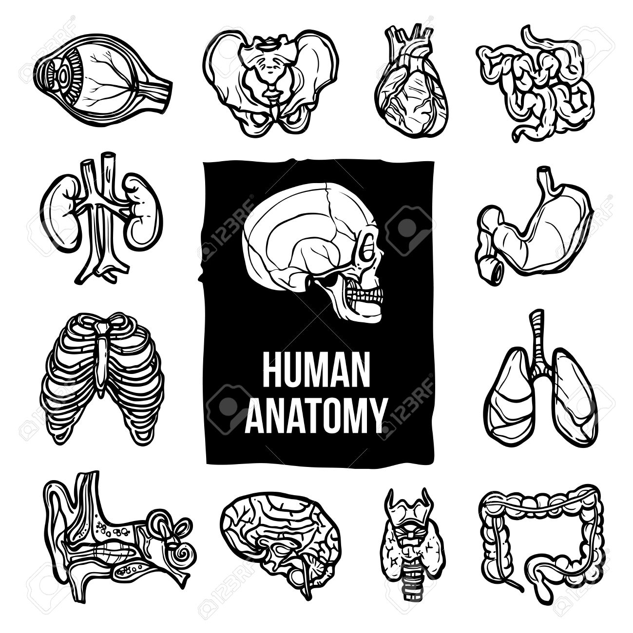 human body structure drawing