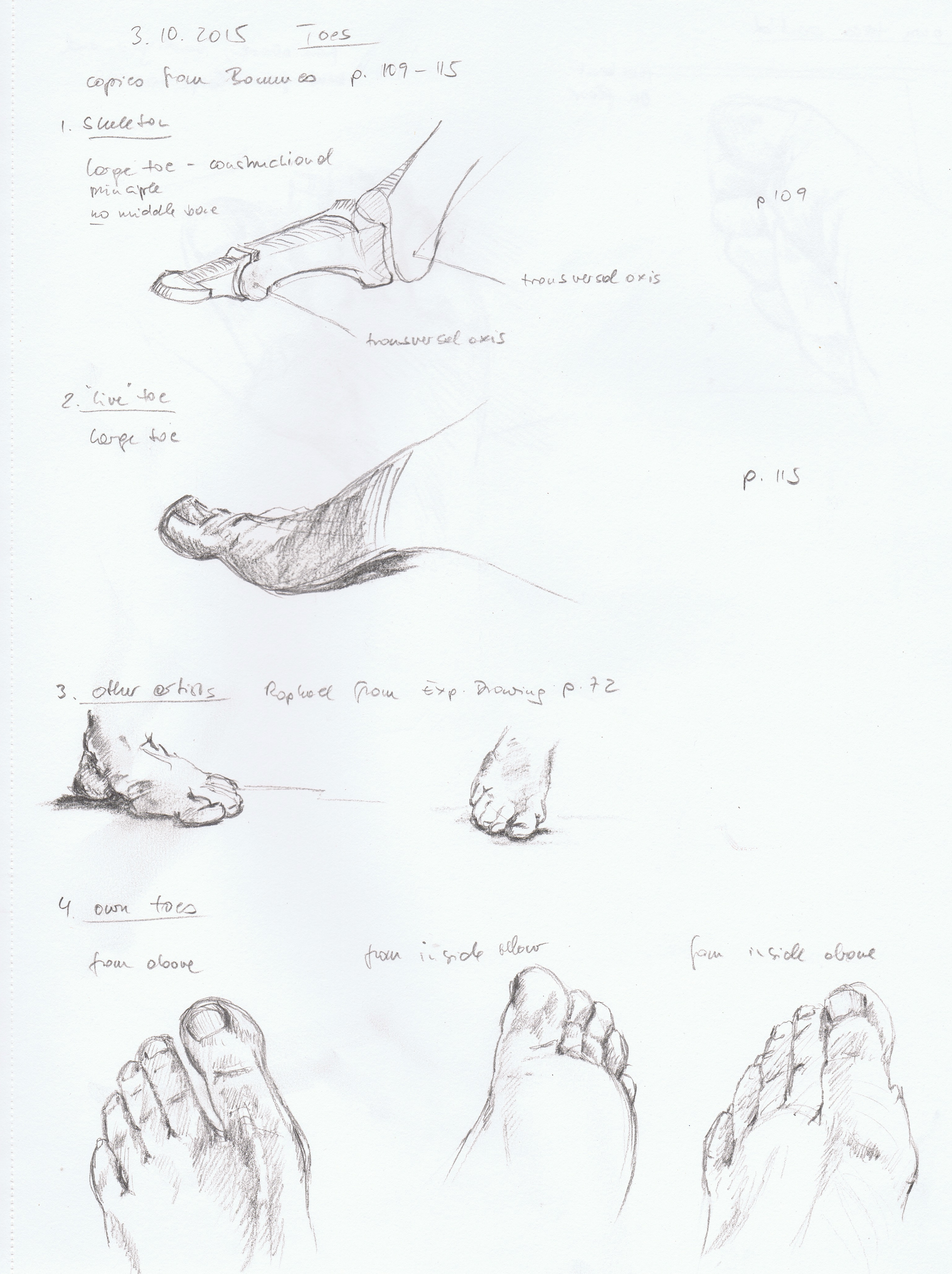 human body structure drawing