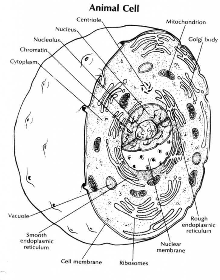 Human Cell Drawing At GetDrawings Free Download